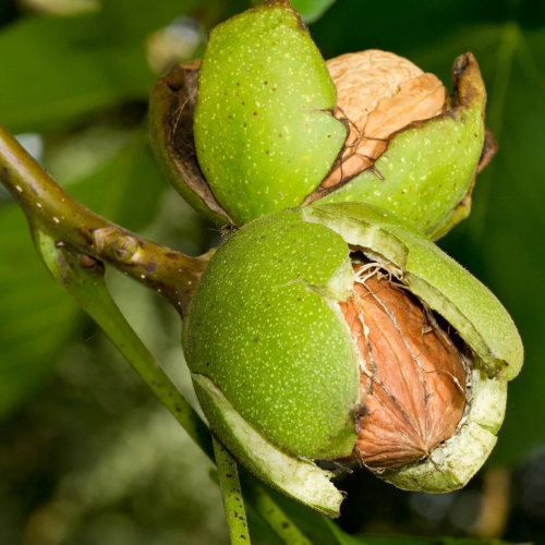 easiest-nut-trees-grow